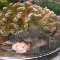 پوزه بوته ای