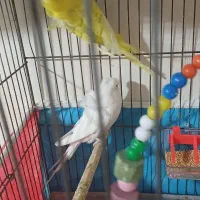 مرغ عشق|پرنده|سراب, |دیوار