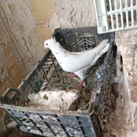 چهارعددماده|پرنده|خوی, |دیوار