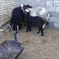 یه جفت میش زاییده.جوان.بره ها بزرگ کاه خور