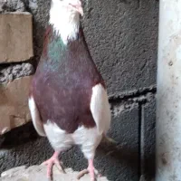 پرنده|پرنده|ملک‌آباد, |دیوار