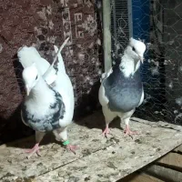 کبوتر|پرنده|اردکان, |دیوار