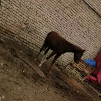 کره اسب|اسب و تجهیزات اسب‌سواری|ارومیه, |دیوار