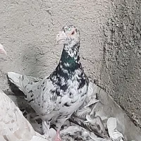 نامه بر و طوقی برای معاوضه