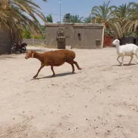گوسفند چینی