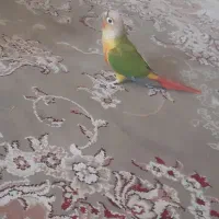 گرینجک فول اهلی|پرنده|خوی, |دیوار