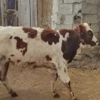 گوساله نر