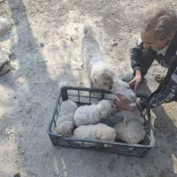 واگذاری توله شیتزو|سگ|نسیمشهر, |دیوار