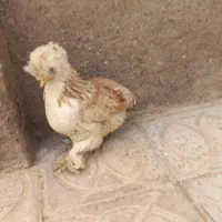 مرغ ابریشمی|پرنده|قائن, |دیوار