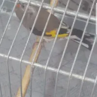 جوجه سهره دورگ