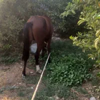 اسبنریونمعاوضهباگوسفند|اسب و تجهیزات اسبسواری|دوگنبدان, |دیوار