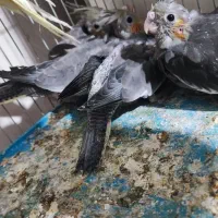 جوجه عروس هلندی سینامون