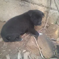 توله نره قیمت ۲۵۰