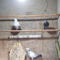 کبوتر|پرنده|گرگان, |دیوار