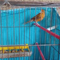 یک عدد قناری نر