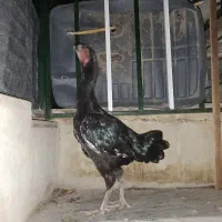مرغ لاری مشکی
