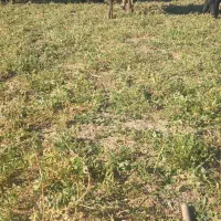 بز نر پاکستانی|حیوانات مزرعه|همدان, |دیوار