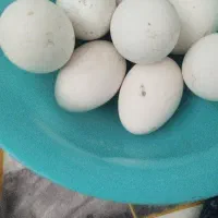 تخم غاز ۸۰تومن