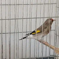 سهره دورگ
