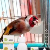 پرنده زینتی