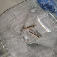 لوچ دلقک پاکستانی