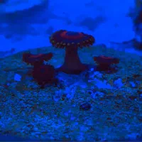 مرجان آکواریوم آب شور