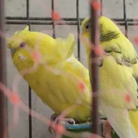 فروش یک جفت مرغ عشق