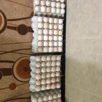 تخم نطفه دار بوقلمون بربون