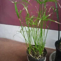 گل مرداب
