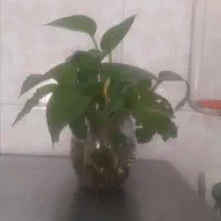 تمیزکاری منازل