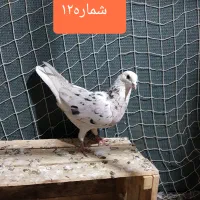 کفتر یا کبوتر مفت سواکن جداکن