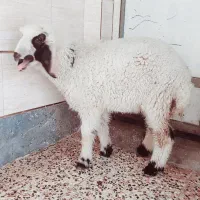 بره ماده چاق چاق سالم و سرحال کمر پر سالم