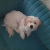 فروش سگ خانگی تربیت شده