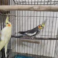 یک جفت عروس هلندی نرش حرف میزنه