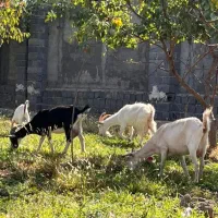 بز سانن|حیوانات مزرعه|محمدشهر, محمدشهر|دیوار