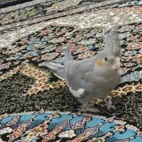 عروس هلندی