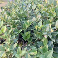 گل یاس سطل ۳|گل و گیاه طبیعی|خرمآباد (تنکابن), |دیوار