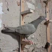 جوجه سار کاکلی و جوجه زاغ پلاکی و جوجه کرواتی|پرنده|مشهد, موسوی قوچانی|دیوار