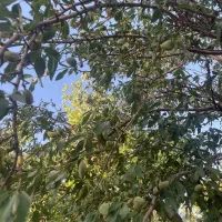 فروش باغ گردو ثمری پوست کاغذی با سهمیه آب (بوانات)|فروش خانه و ویلا|بوانات, |دیوار