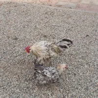 مرغ وخروس|حیوانات مزرعه|رباط‌کریم, شهرک صنعتی ده‌حسن|دیوار