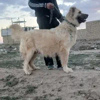 سگ سرابی ماده