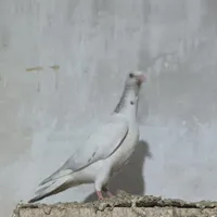 کبوتر|پرنده|همدان, |دیوار