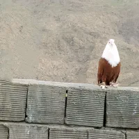 کبوتر گمشده