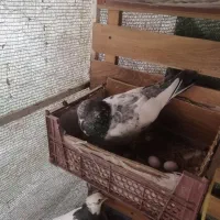 زاغ پرشی|پرنده|فولادشهر, فولادشهر|دیوار