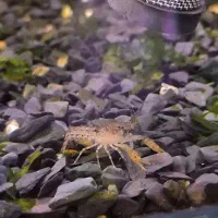 نظافتچی آکواریوم لجنخوارپوزه بوته لابستر پلنت کیلر