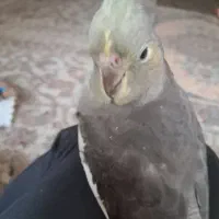 عروس هلندی ماده