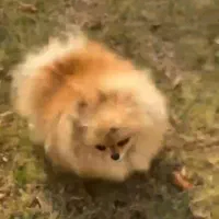 خرسی بوفیس نر جفتگیری|سگ|اصفهان, سپاهانشهر|دیوار