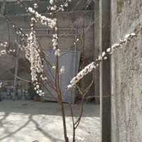 دروازه درحدنو میباشد