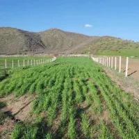 زمین به مساحت 4600متر  سر جاده اصلی