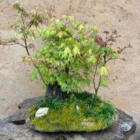 بونسای و گیاهان اپارتمانی و بیرونی